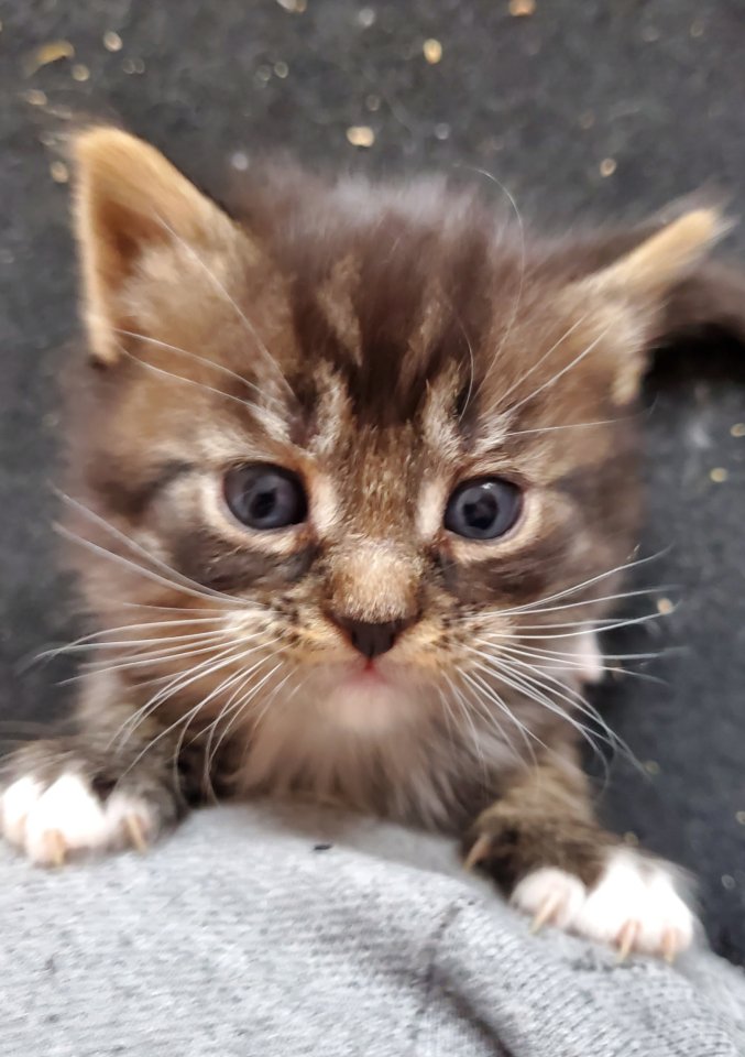 Maine Coon Katzenbabys Kitten Tiere