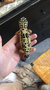 Leopardgeckos suchen neues zu Hause