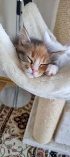 Maine Coon