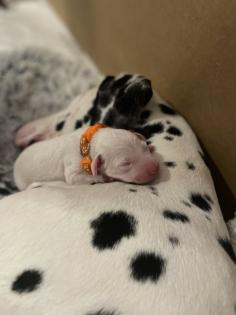 Dalmatiner Welpen sind da