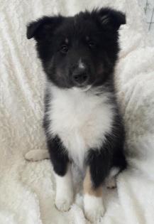Sheltiewelpe VDH