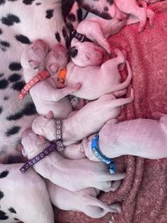 Dalmatiner Welpen sind da