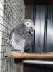 Coco sucht sein Herzblatt