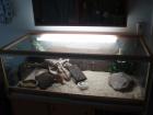 Terrarium 3 Bartagamen viel Zubehör