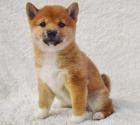 Niedliche Shiba-Inu Welpen suchen liebevolles Zuhause