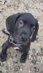 Deutsche Dogge Welpe