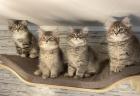 Norwegische Waldkatze Sibirische Katze