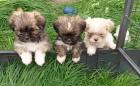 Shih Tzu Welpen