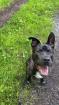 Schäferhund amstaff mix