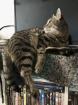 Kater Buddi entlaufen. Finderlohn