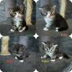 4 Maine Coon Kitten Kater